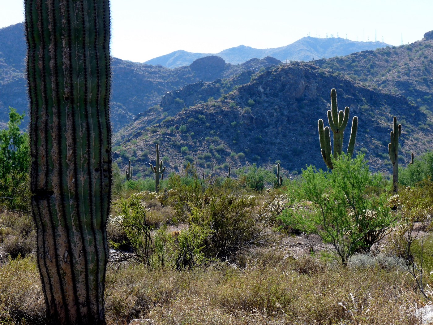 Saguaro cactuses near a summit in White Tank Mountain Regional Park